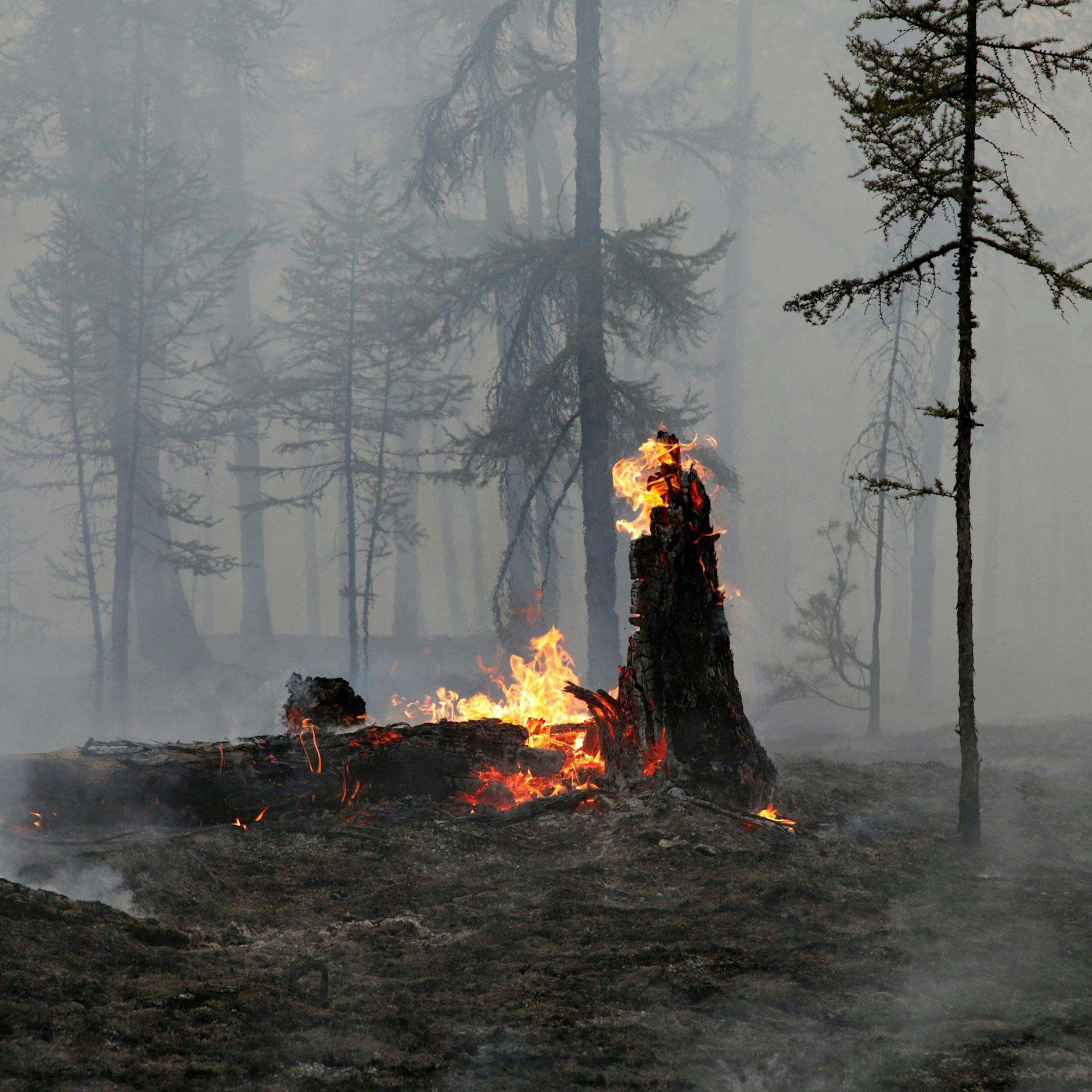 Die verheerenden Waldbrände in Russland – und die Folgen für den Permafrostboden
