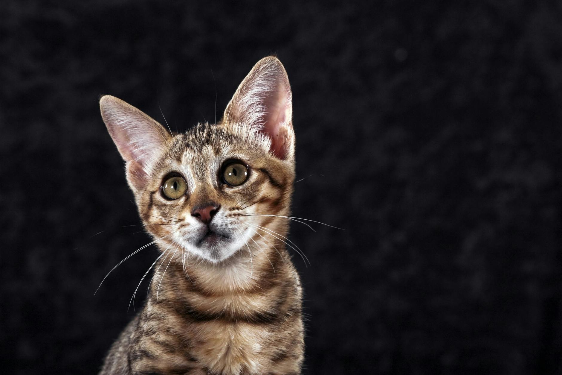 Eine junge Savannah-Katze