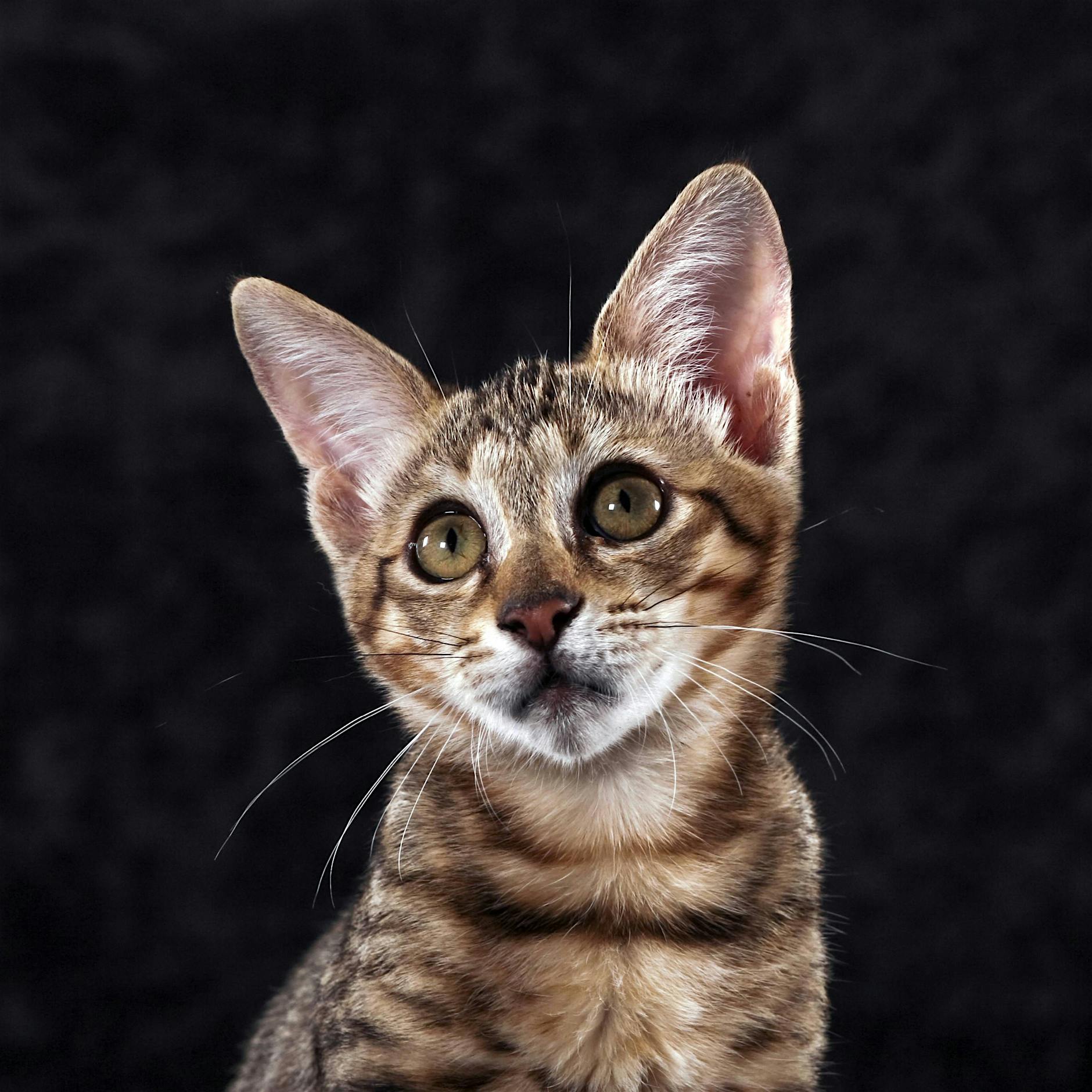 Pervers: Was die teuerste Hauskatze der Welt so faszinierend macht