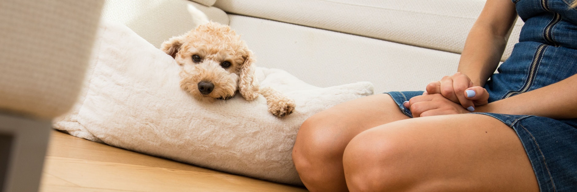 Viele Familien haben sich in der Corona-Zeit Welpen angeschafft. Die kennen das Alleinebleiben noch nicht, mit ihnen muss man besonders viel üben.