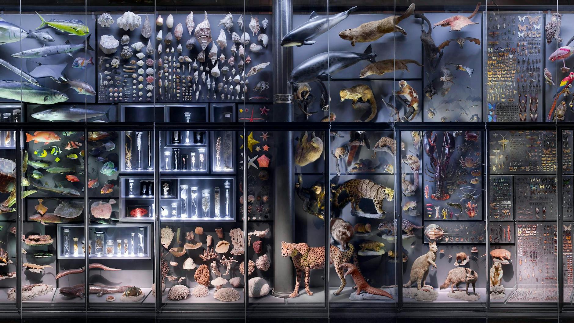 Einen kleinen Eindruck von Biodiversität soll diese Ausstellungswand im Museum für Naturkunde Berlin geben. Die vier Meter hohe und zwölf Meter langen Installation zeigt rund 3000 Tiere aus allen Lebensräumen.