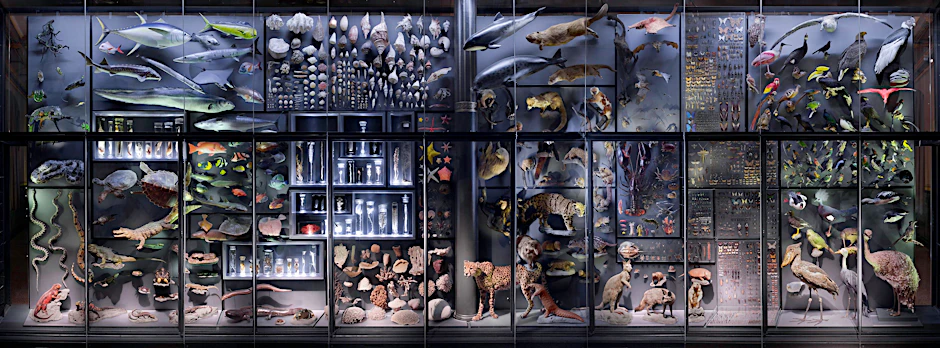 Einen kleinen Eindruck von Biodiversität soll diese Ausstellungswand im Museum für Naturkunde Berlin geben. Die vier Meter hohe und zwölf Meter langen Installation zeigt rund 3000 Tiere aus allen Lebensräumen.