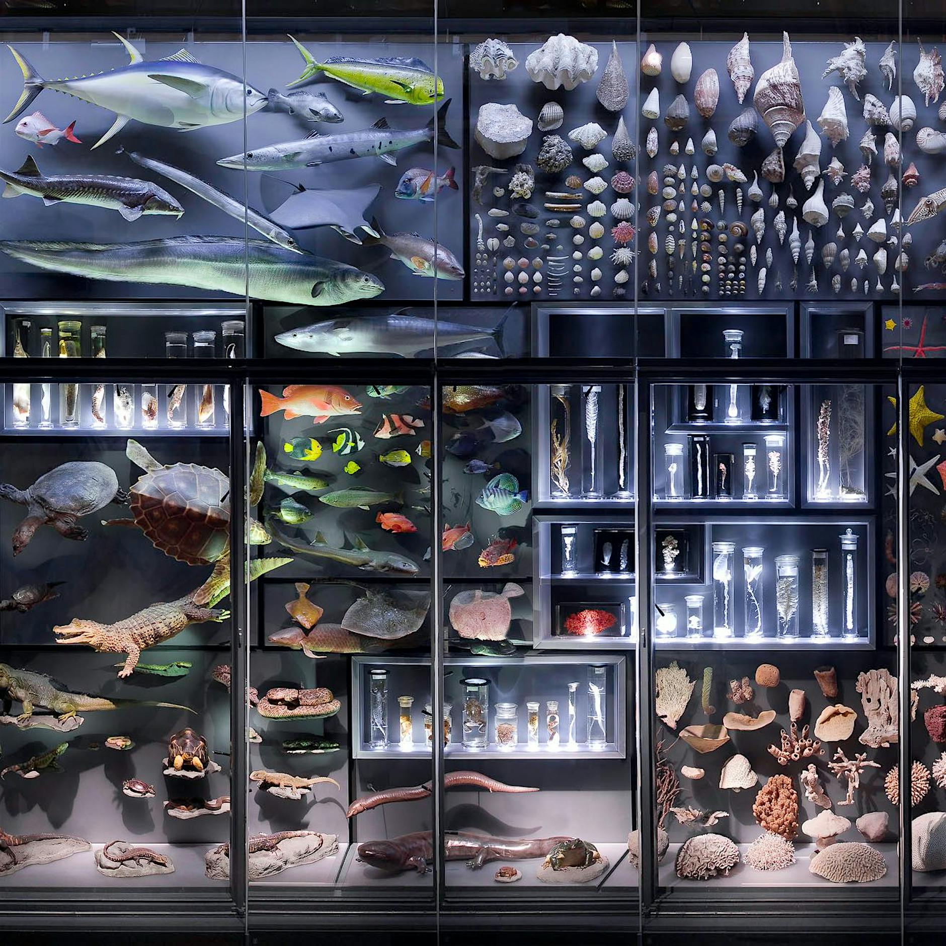 Wie Berliner Bürgerforscher zur Erhaltung der Artenvielfalt beitragen