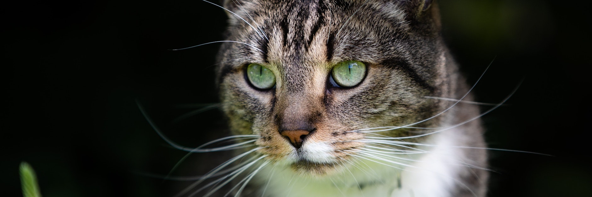 Ein Kater kandidiert für den Bundestag: Eigentlich ein Missverständnis, doch nun steht er auf dem Stimmzettel.