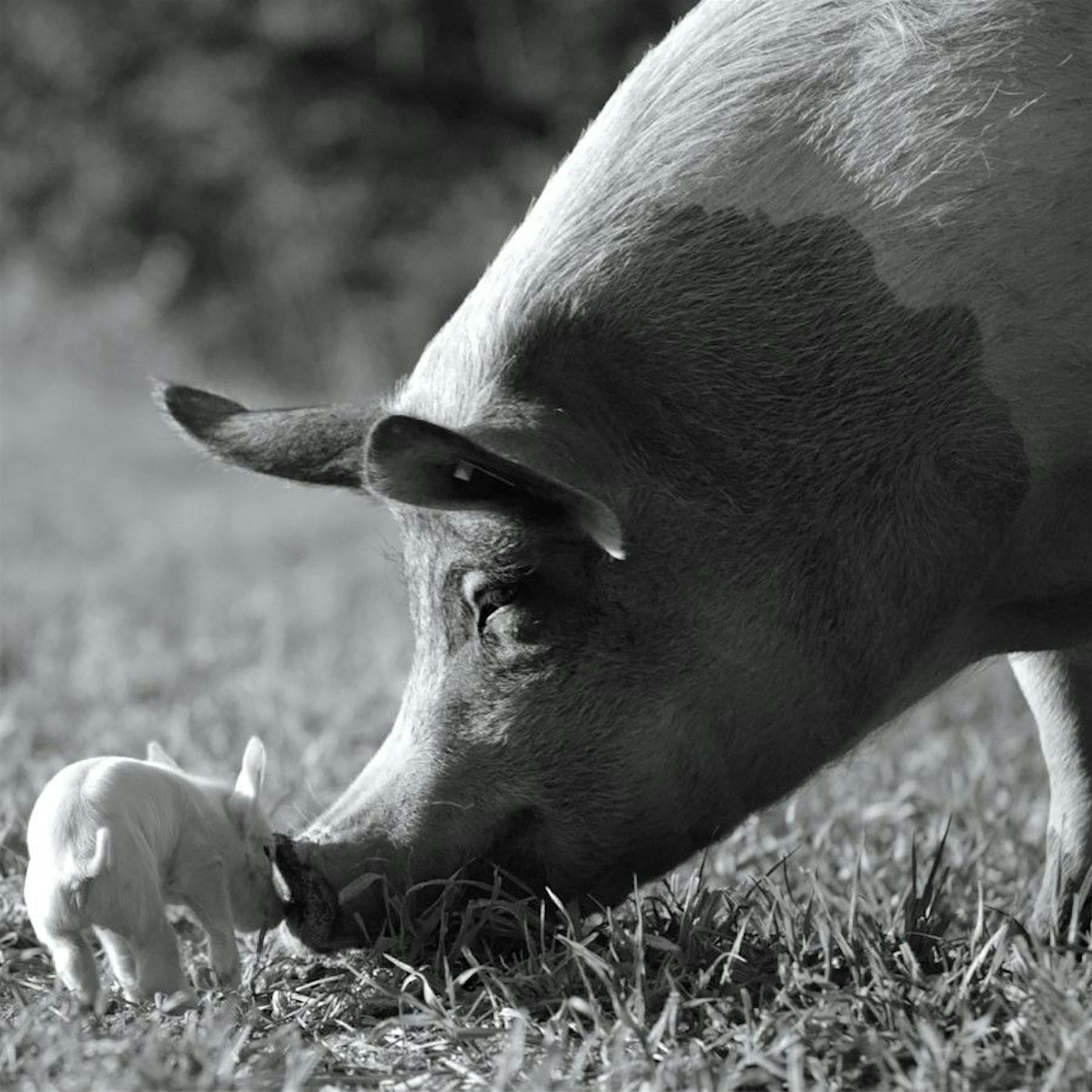 „Gunda“: So nah war man einem Schweineleben noch nie