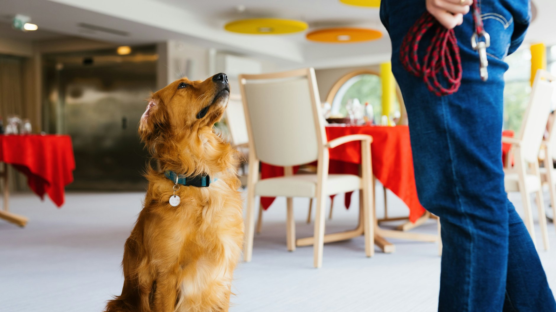 Studien zufolge können Hunde dank ihres ausgezeichneten Geruchssinns mit hoher Sicherheit Infektionen mit dem Coronavirus erkennen. Pokaa ist neben seiner normalen Ausbildung speziell auf das Coronavirus trainiert worden. 