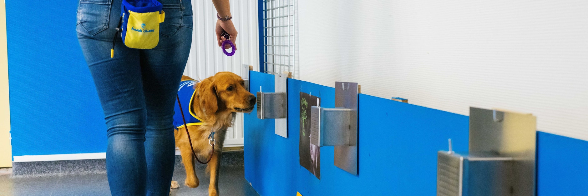 Pokaa schnüffelt an einer Probe. Er ist der erste in Frankreich eingesetzte Covid-Suchhund. 