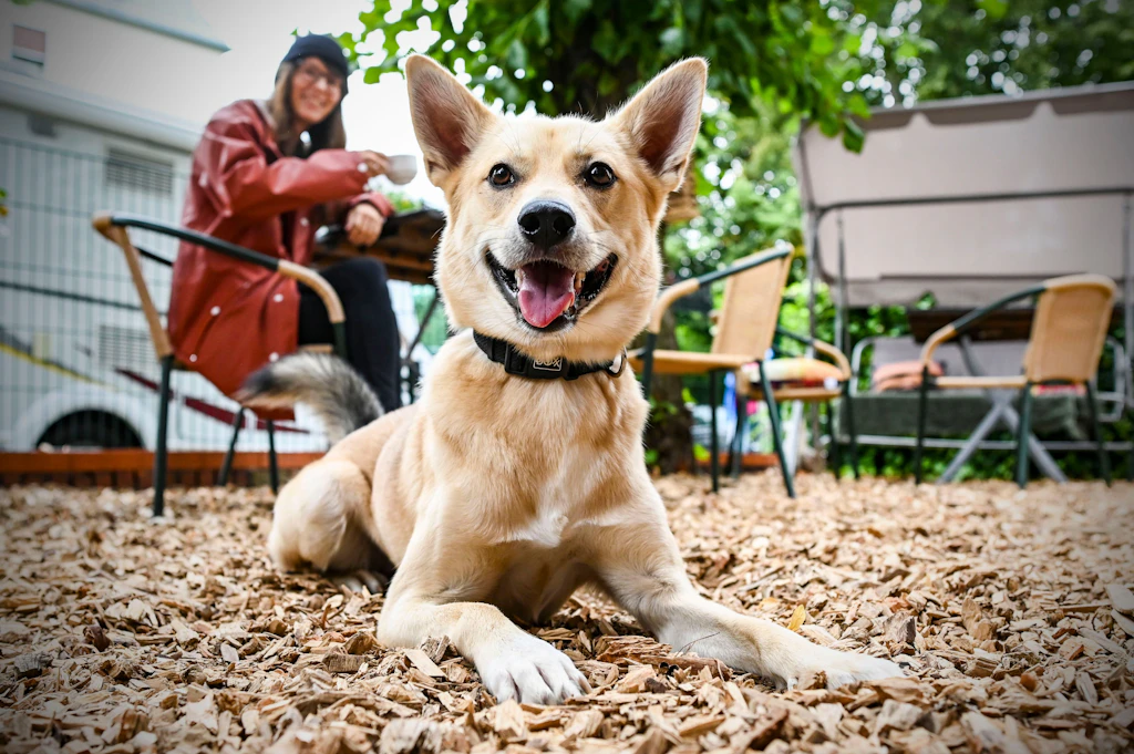 Berlin hat jetzt ein Hunde-Café