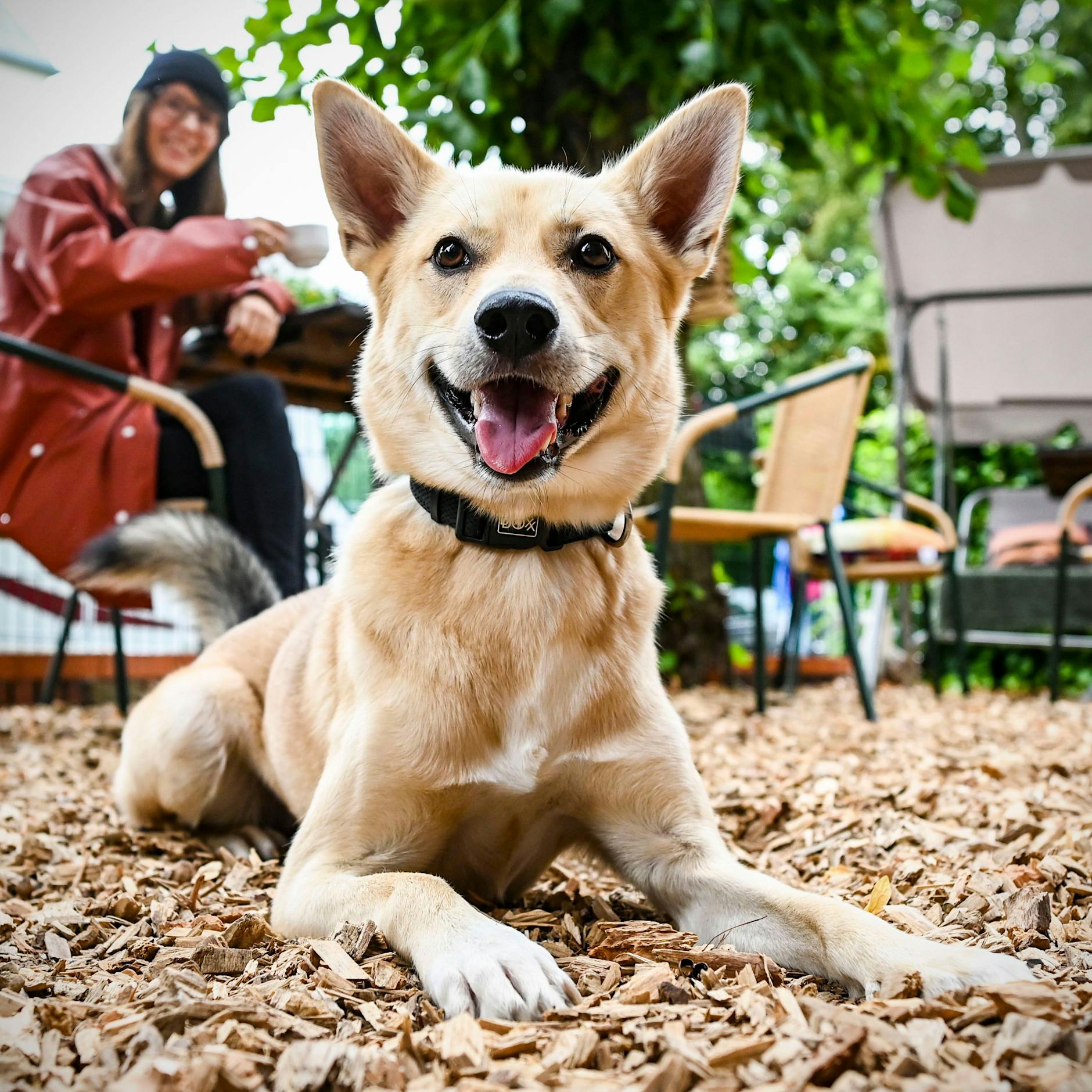 Berlin hat jetzt ein Hunde-Café