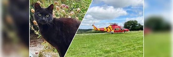 Kater Prian rettete seinem 83-jährigen Frauchen das Leben, als es in eine tiefe Schlucht gefallen war.