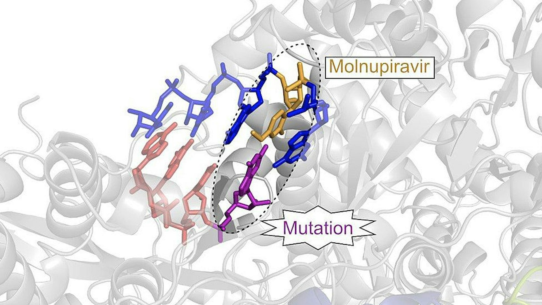 Der antivirale Wirkstoffkandidat Molnupiravir (gelb) wird in die virale RNA eingebaut und führt dort zu Mutationen (violett), welche letztendlich die Vermehrung des Viruses verhindern.