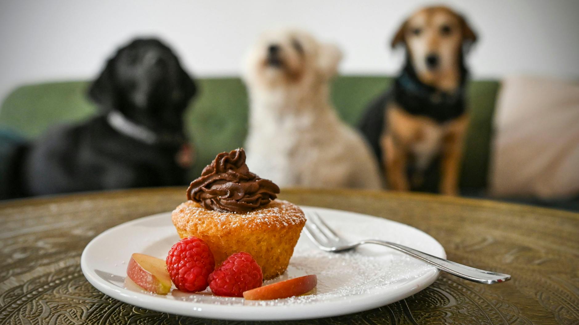 Auch für Menschen gibt es allerhand Leckeres auf der Karte. Kaffee und Kuchen natürlich, aber auch Pancakes, Frühstück und Eis.<br>