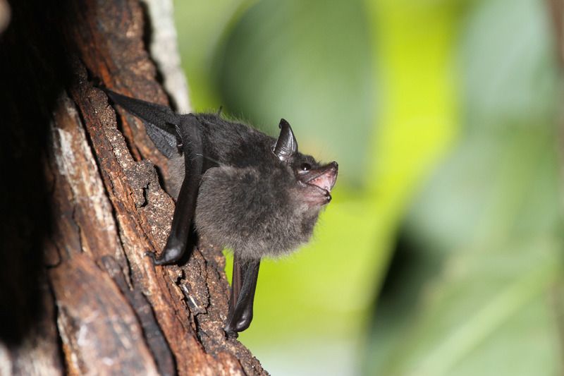 Berliner Forscher: Fledermaus-Jungtiere babbeln wie Babys
