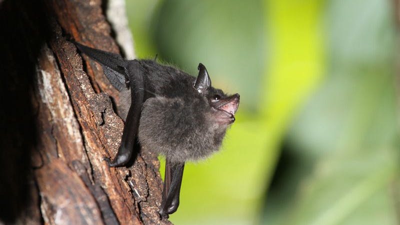 Eine Große Sackflügelfledermaus (Saccopteryx bilineata)