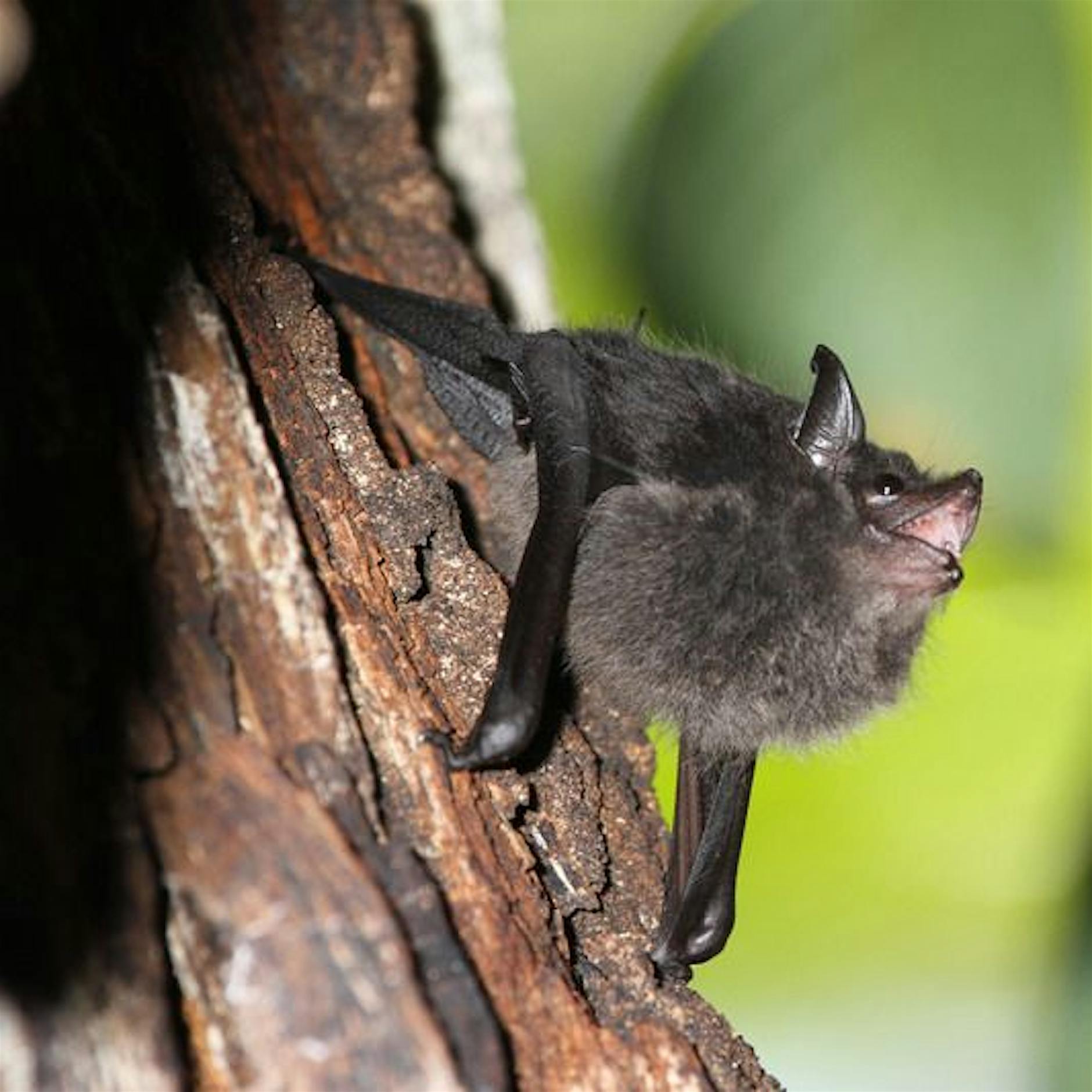 Berliner Forscher: Fledermaus-Jungtiere babbeln wie Babys
