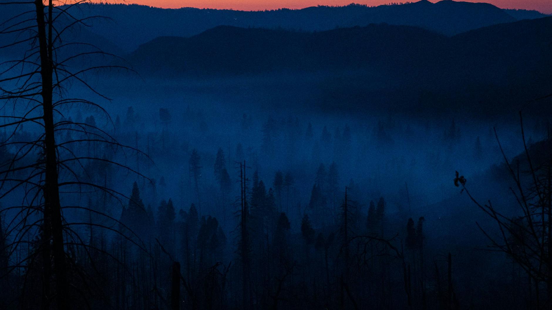Ausgedehnte Waldgebiete in Kalifornien.