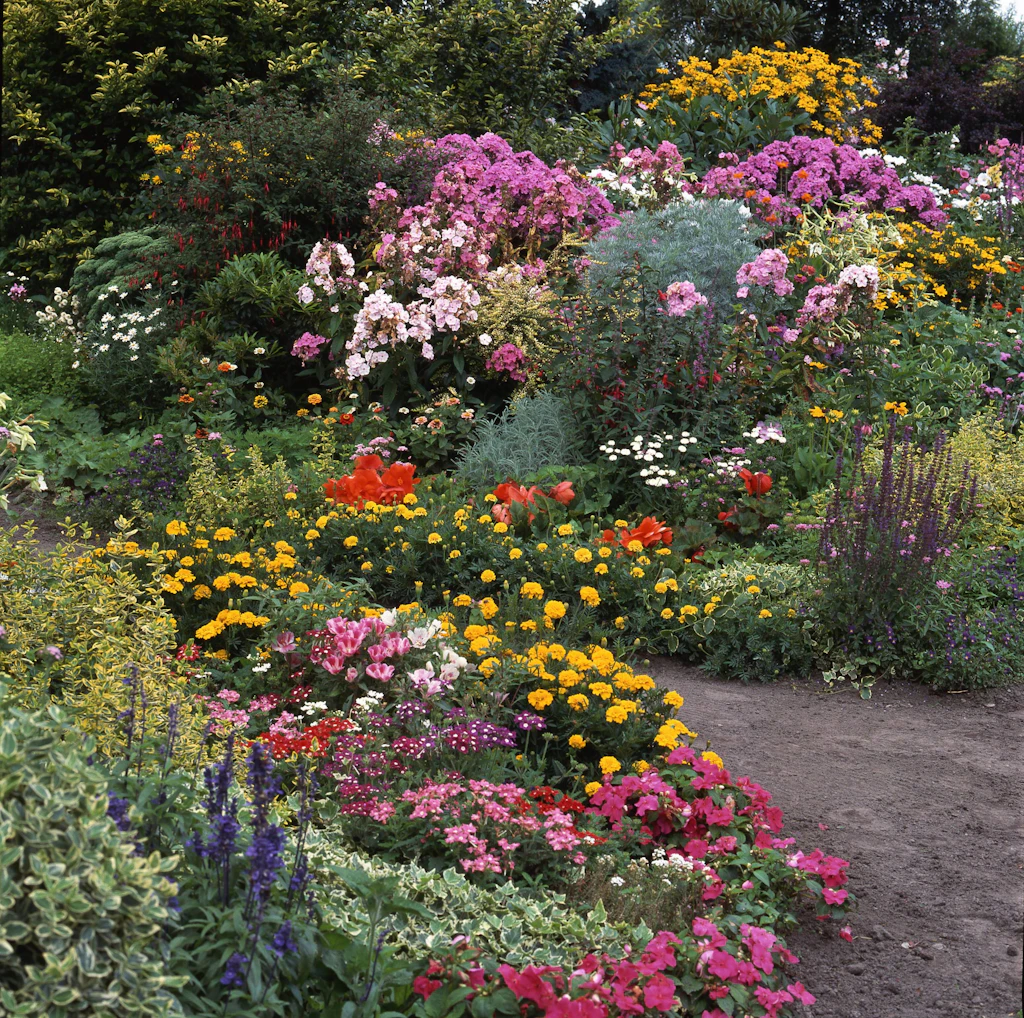 Weißt Du noch? Eine Blume, die an Omas Garten erinnert