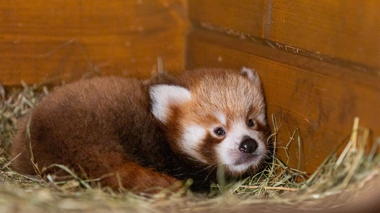 Zoo Berlin: Rotes Panda-Baby erblickt das Licht der Welt