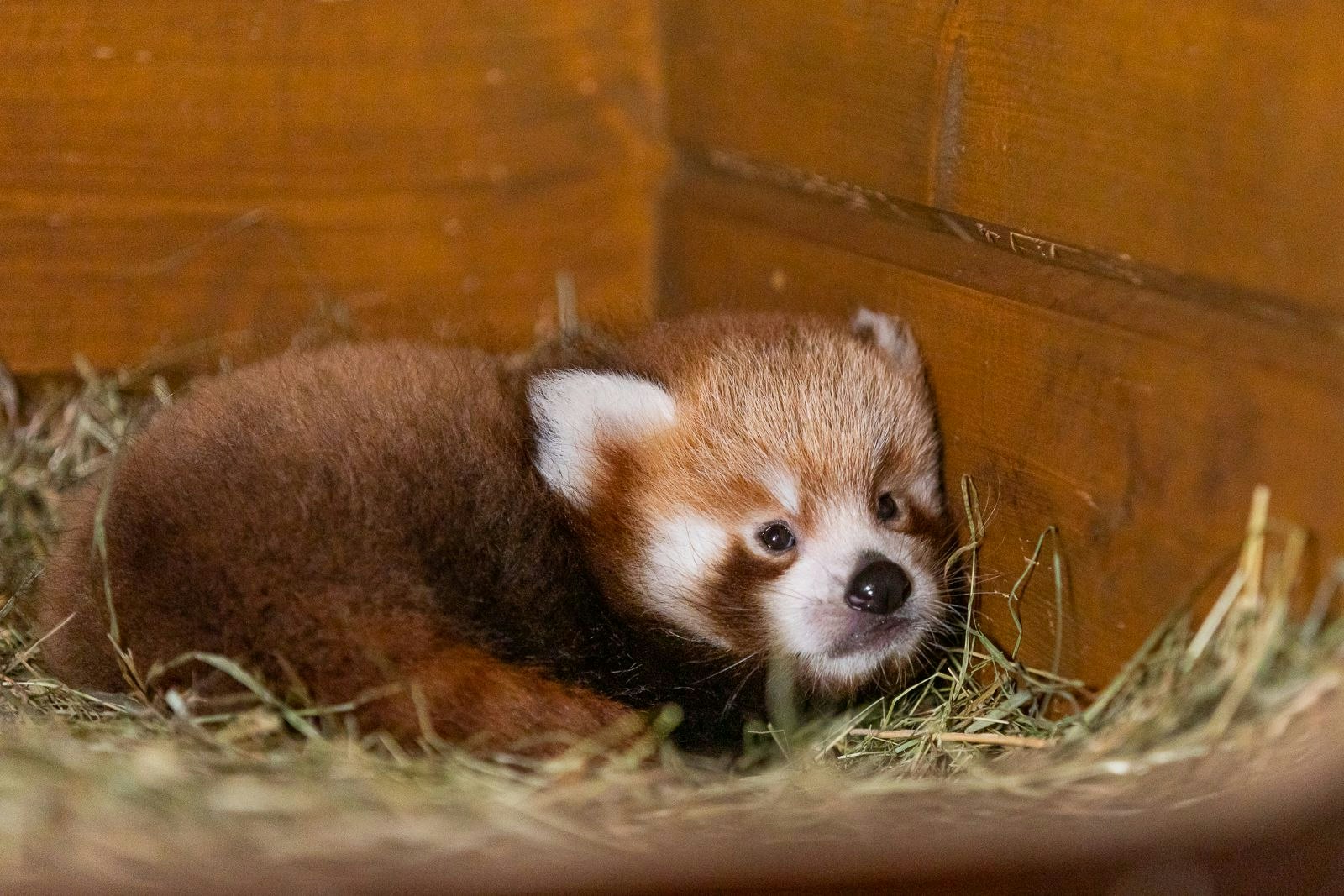 Zoo Berlin Rotes Panda Baby Erblickt Das Licht Der Welt
