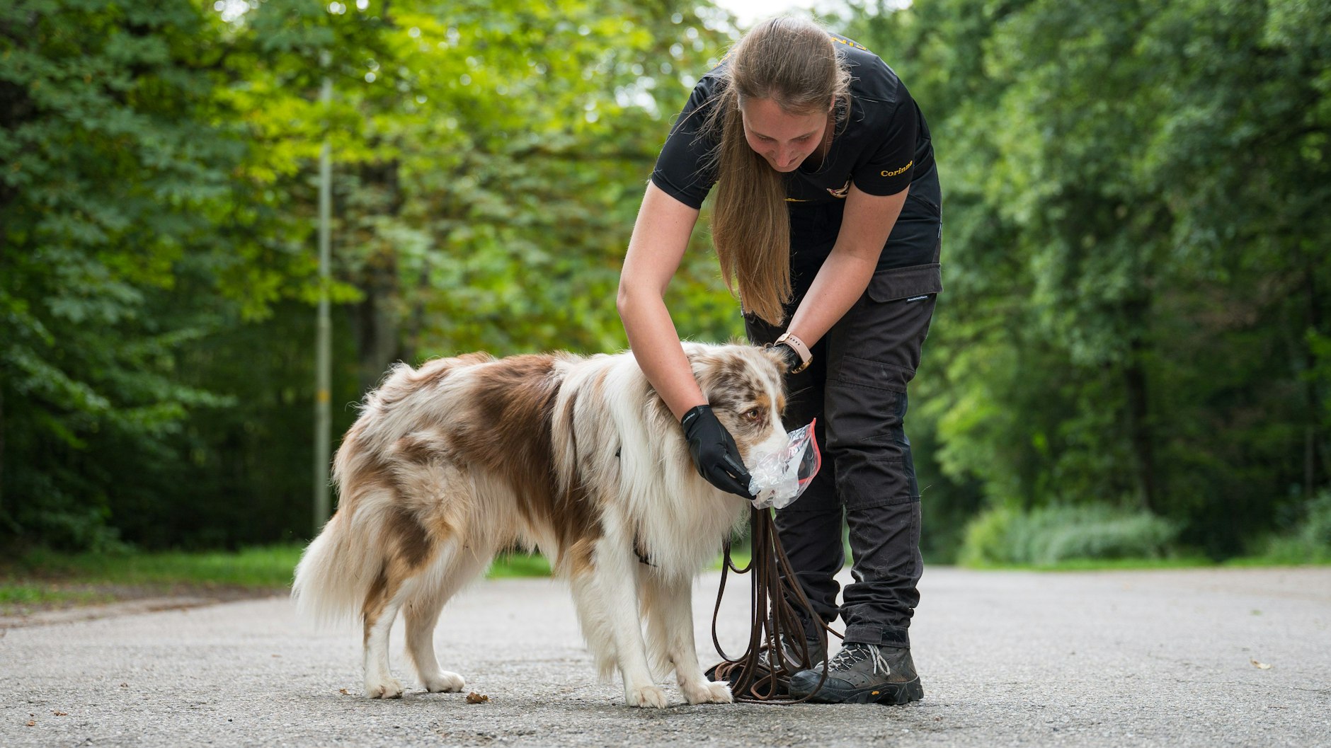 Corinna Speicher lässt Toni den Duft eines anderen Hundes riechen, damit er ihn aufspüren kann.