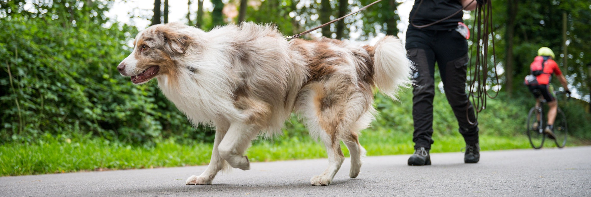 Shepherd Toni folgt an der Leine von Corinna Speicher der Fährte eines anderen Hundes. Der Verein Schnüffelhelden hilft beim Auffinden entlaufener Hunde.&nbsp;