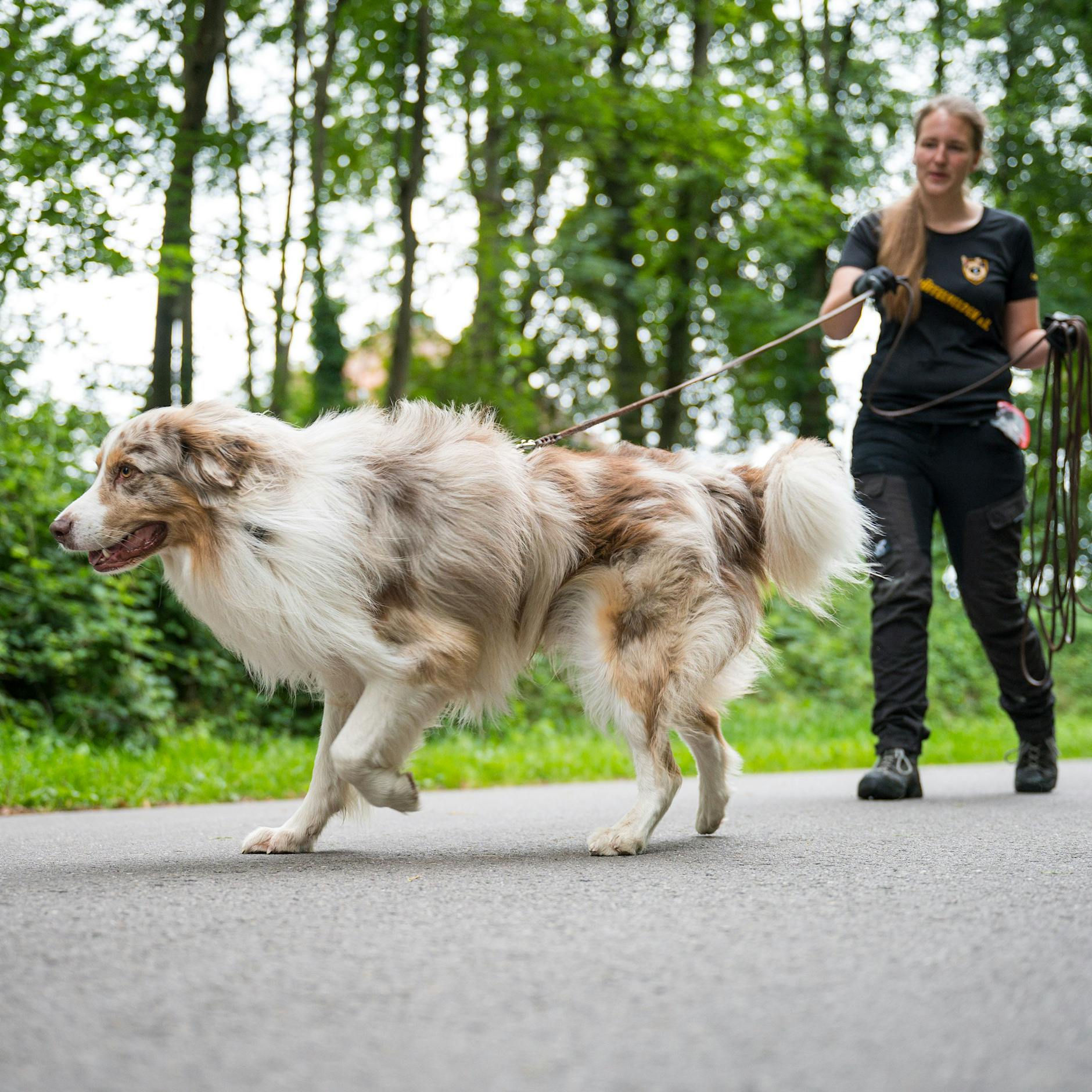 Haustier vermisst? Ein Fall für Spürhund Toni! Als „Schnüffelheld“ sucht er entlaufene Artgenossen