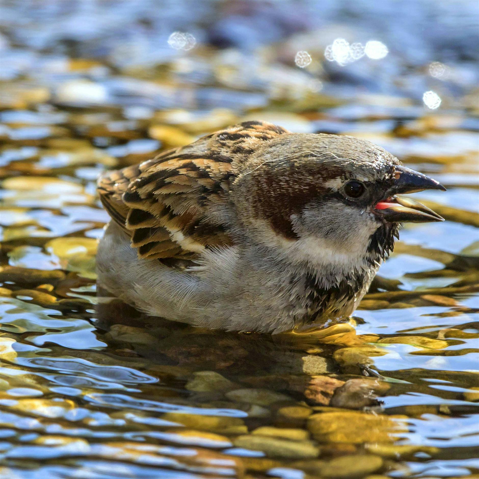 Berlin wird bei Regen idyllisch