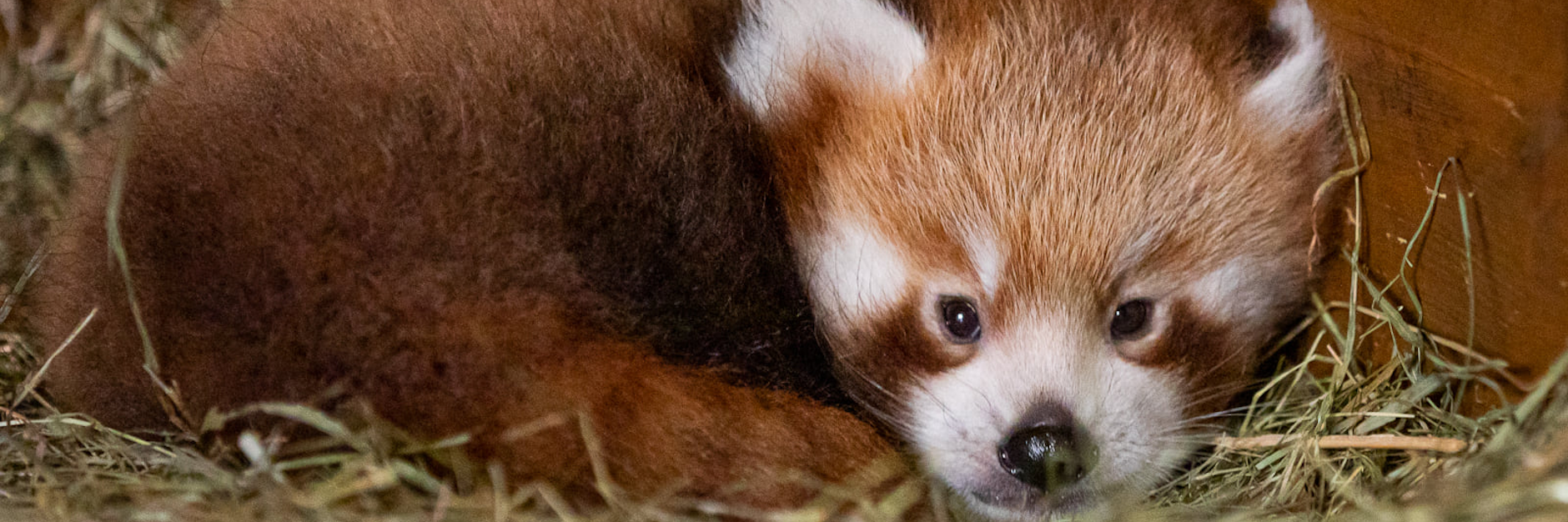 Zum Knuddeln süß ist der neue Nachwuchs bei den Roten Pandas im Tierpark. 