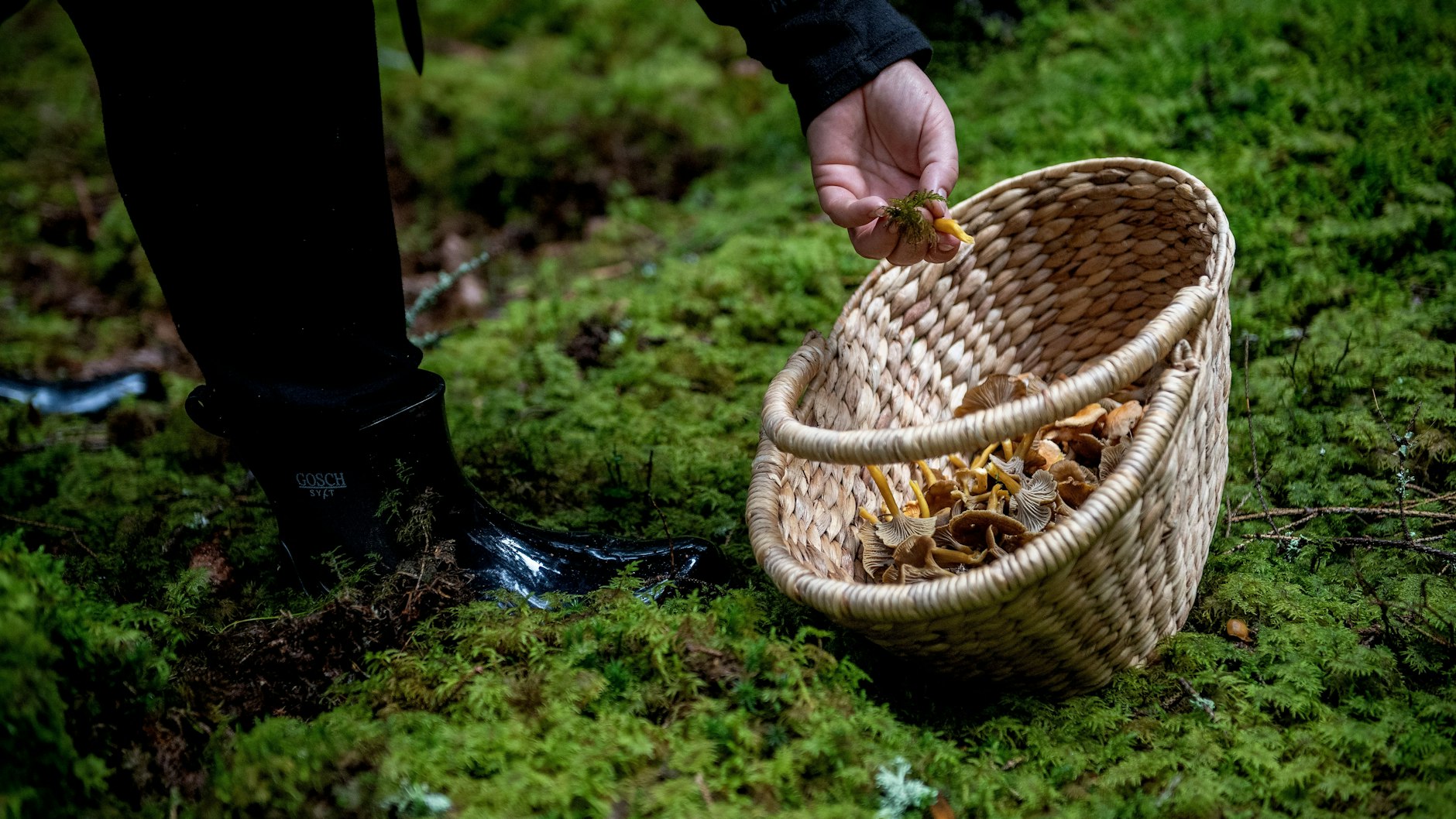 Will man hochwertige und garantiert unverdorbene Wildpilze zubereiten, findet man sie nicht im Supermarktregal. Man muss sie selbst sammeln, putzen und zubereiten.