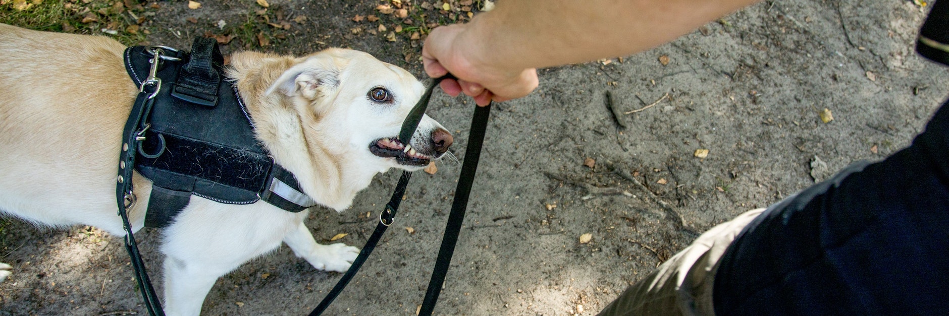 Wenn der Hund ständig in die Leine beißt, sollte zunächst die Ursache für dieses Verhalten gesucht werden.