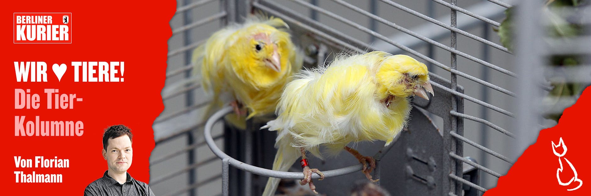 Immer wieder müssen kranke Vögel im Tierheim untergebracht werden, weil illegale Vogelhändler auffliegen, die Tiere sichergestellt werden.