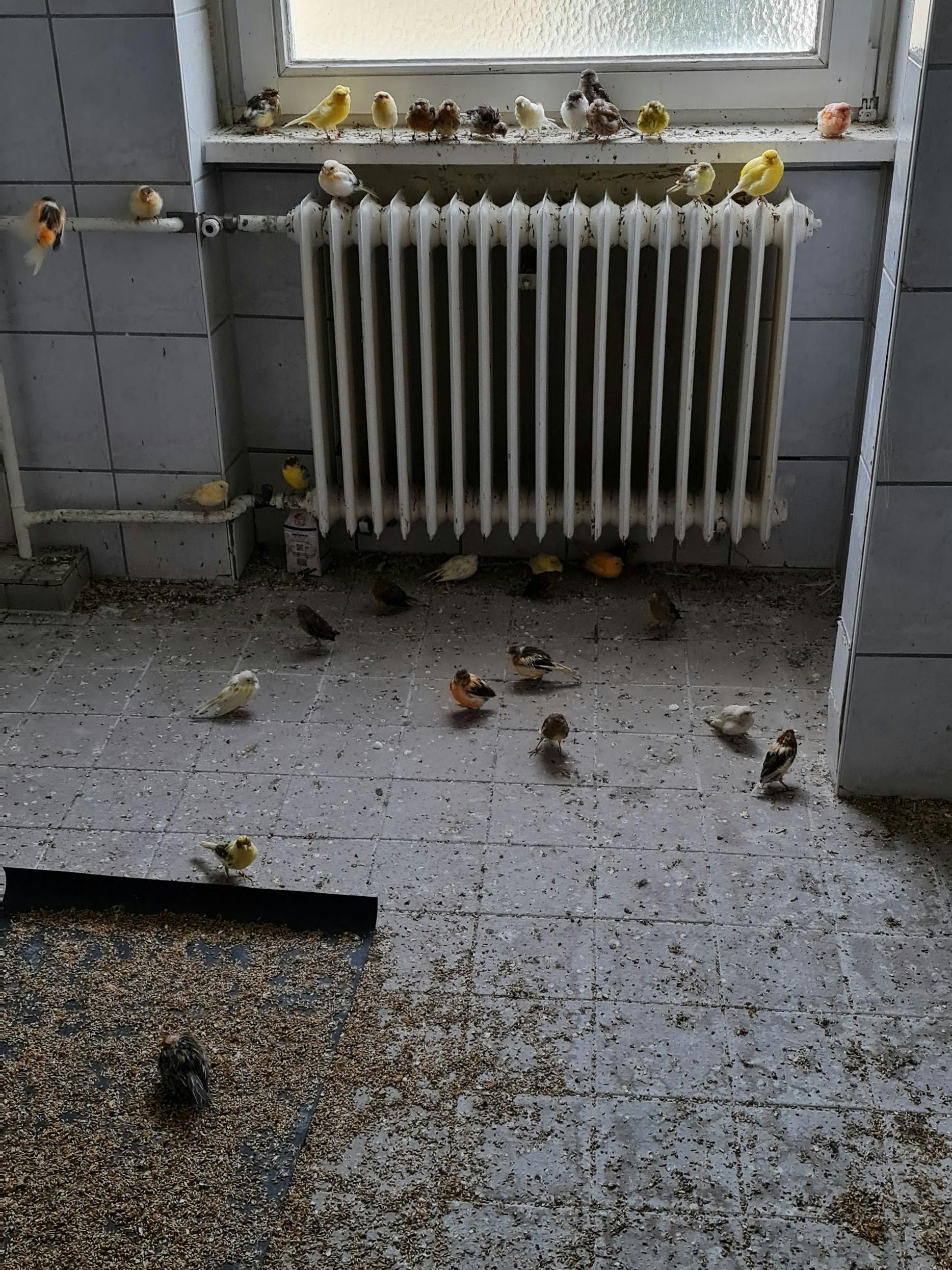 Die Aufnahme aus der Wohnung des Vogelhändlers zeigt, unter welchen Bedingungen die Tiere hier leben mussten.