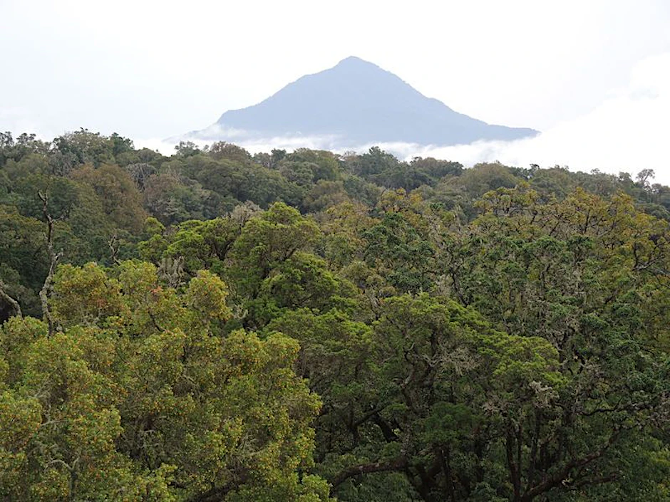 Regenwald in Kamerun. Die afrikanischen Bergwälder speichern mehr Kohlenstoff als bisher gedacht.