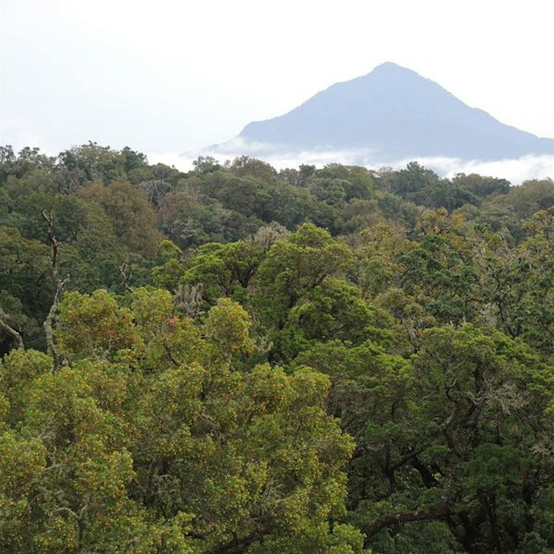 Gut fürs Klima: Bergwälder in Afrika speichern mehr Kohlenstoff als angenommen