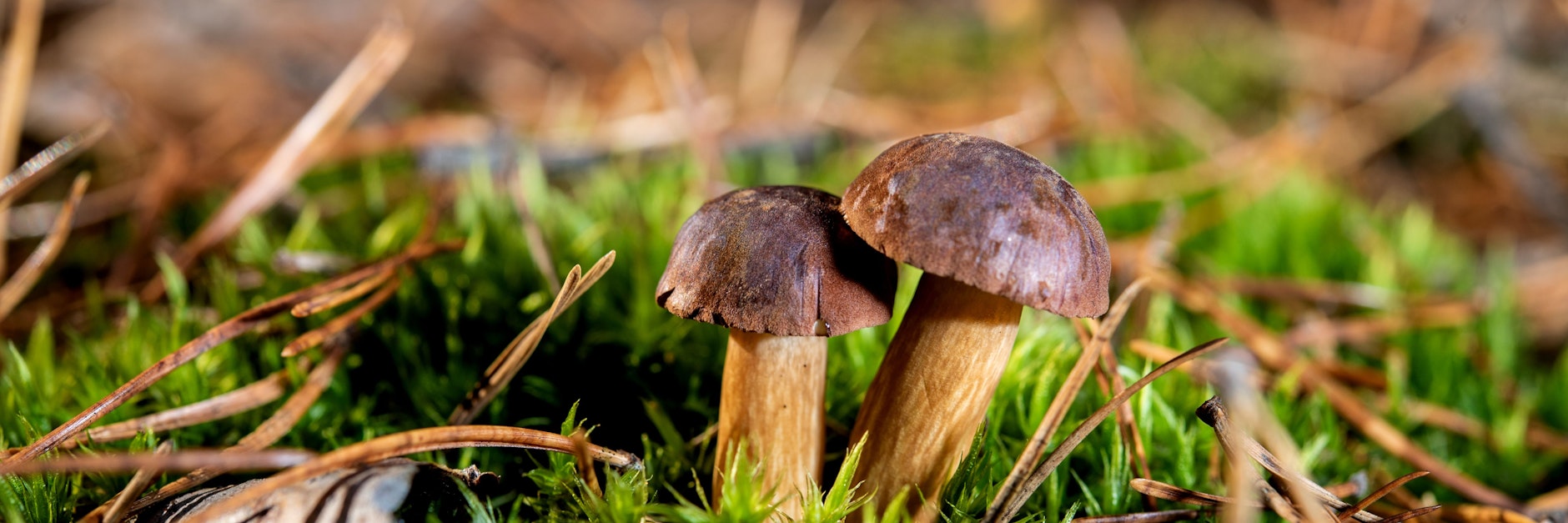 Zwei echte Prachtpilze. Ein wichtiges Merkmal ist der Hut – der sollte bei Röhrlingen schön fest sein.