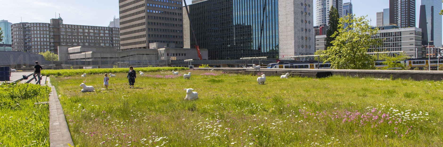Wie hier in Rotterdam sollen bald mehr Dächer in Berlin aussehen: begrünt.