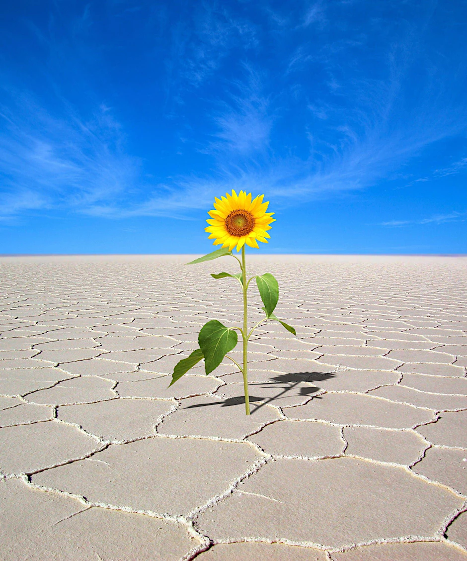 Als die Fee kam, hat sich unser Autor eine Sonnenblume gewünscht.&nbsp;