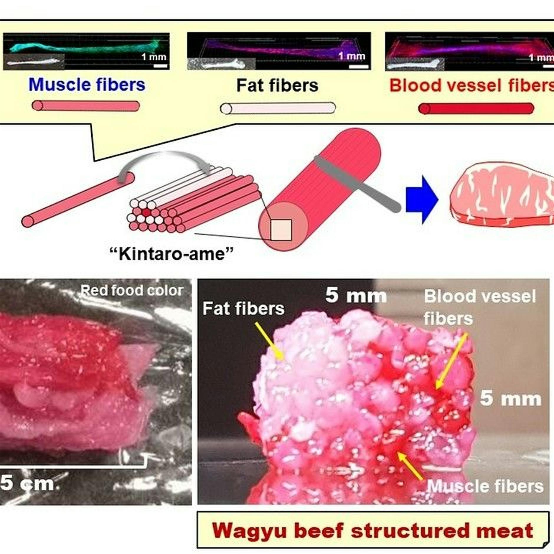 Fleisch aus dem Labor: Japaner erzeugen Edel-Rindfleisch per 3D-Drucker