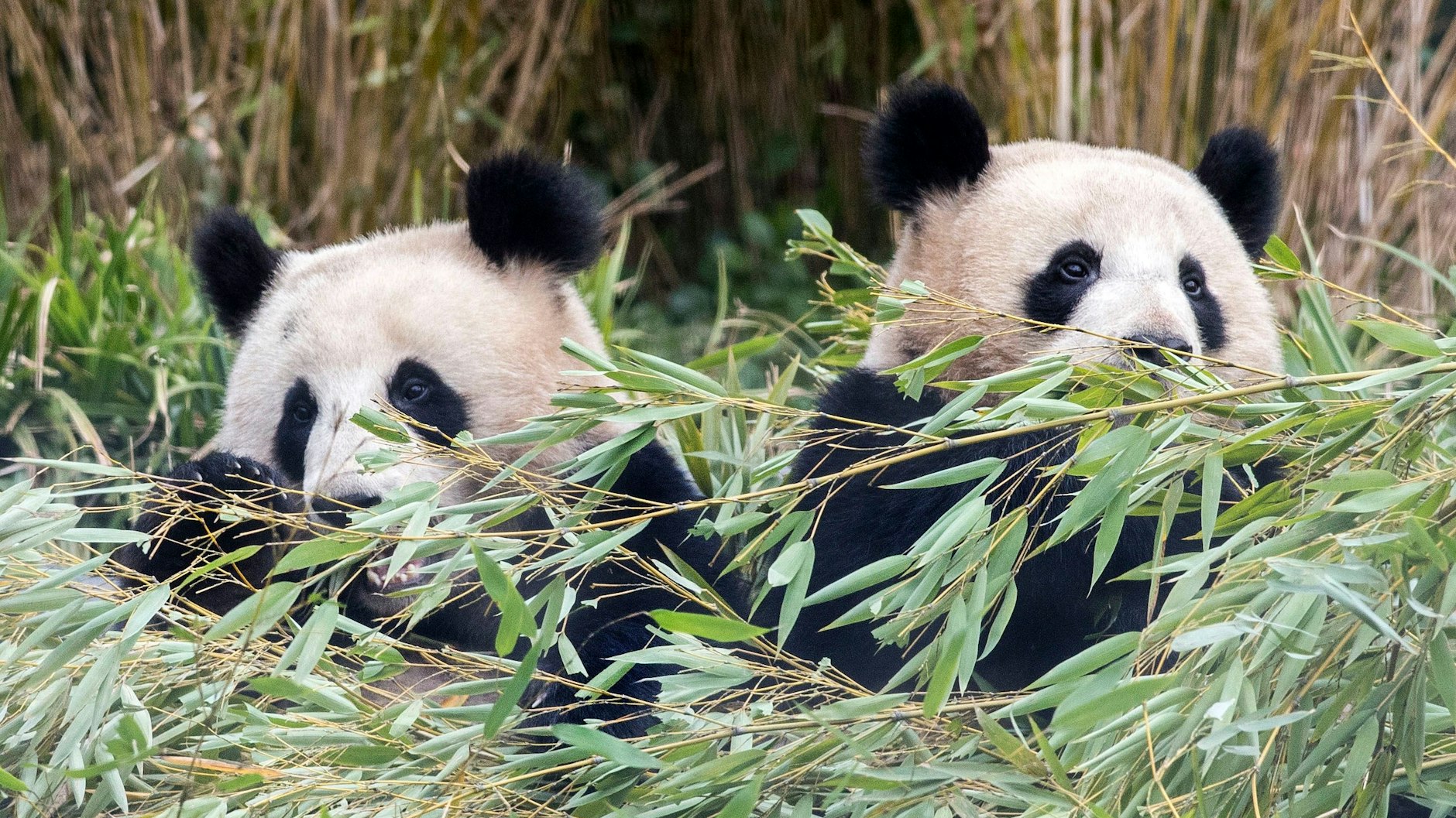 Das Treffen der Zwillinge gilt am Sonnabend den Panda-Brüdern Pit und Paule, die am 31. August zwei Jahre alt werden.