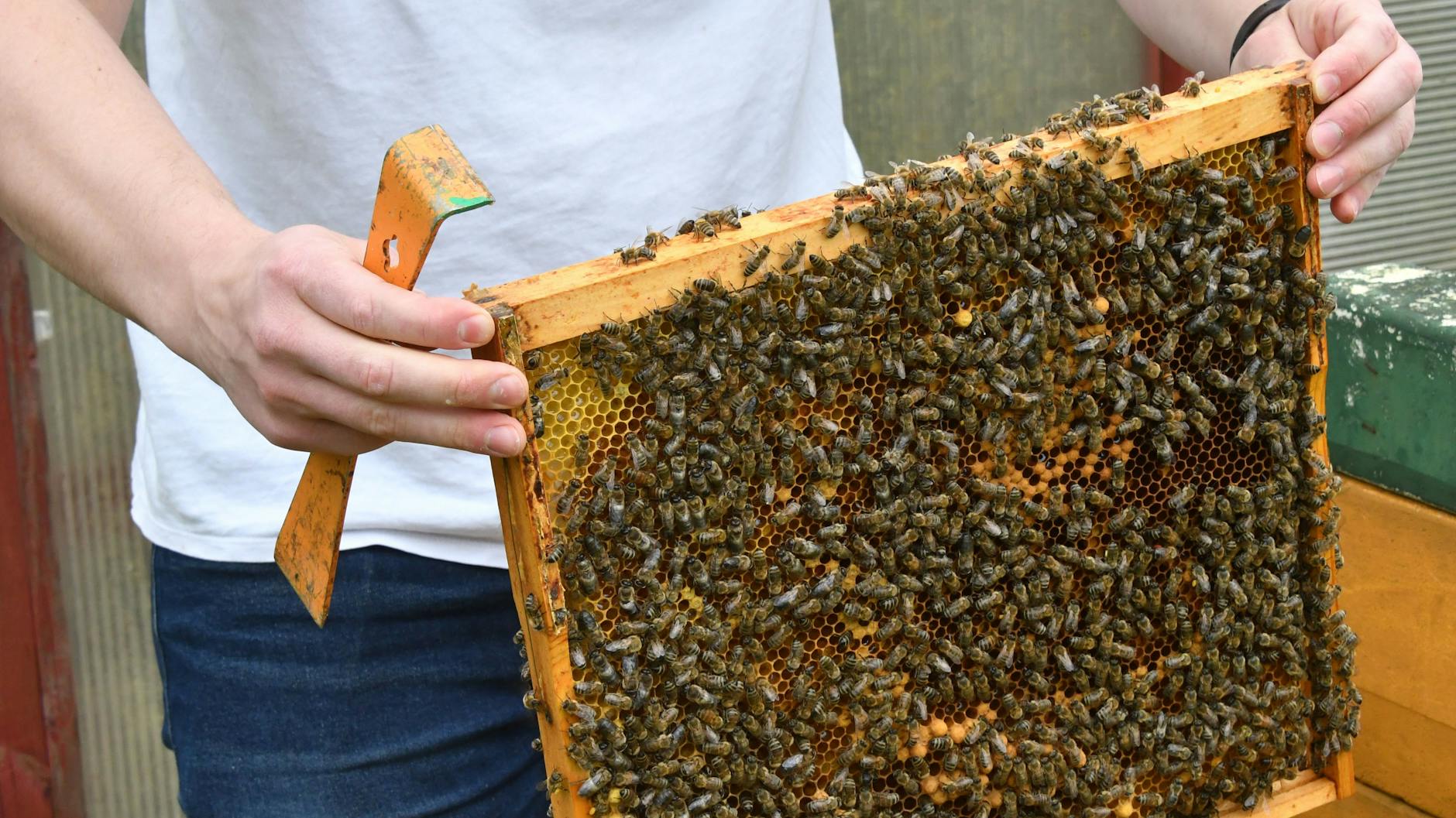 Vorsichtig hebt Konstantin Kraider den Rahmen mit seinen Bienen aus dem Stock.<br>