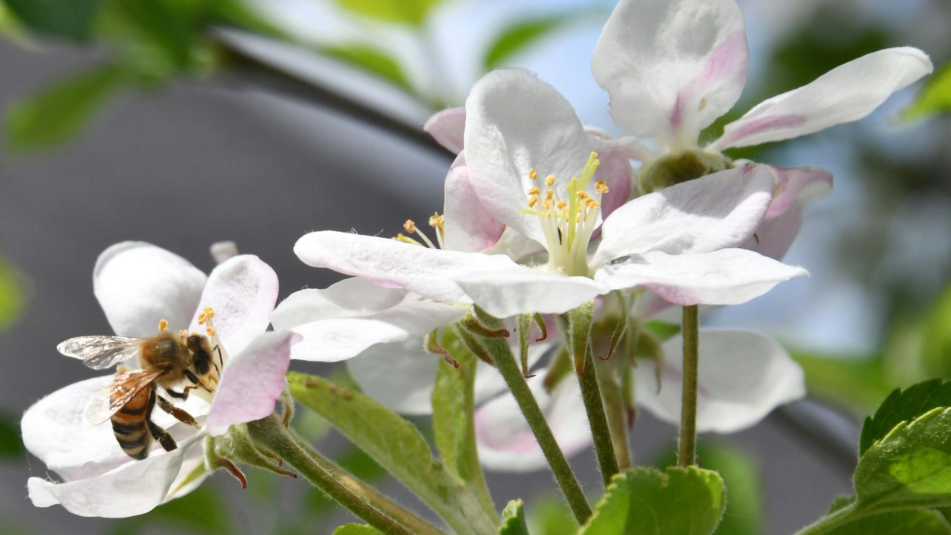 Die Hausgärten in Mahlsdorf bieten unterschiedlichste Blüten verschiedenster Pflanzen: Erdbeere, Apfel, Kirsche, Straßenbäume, Linde, Robinie.<br>