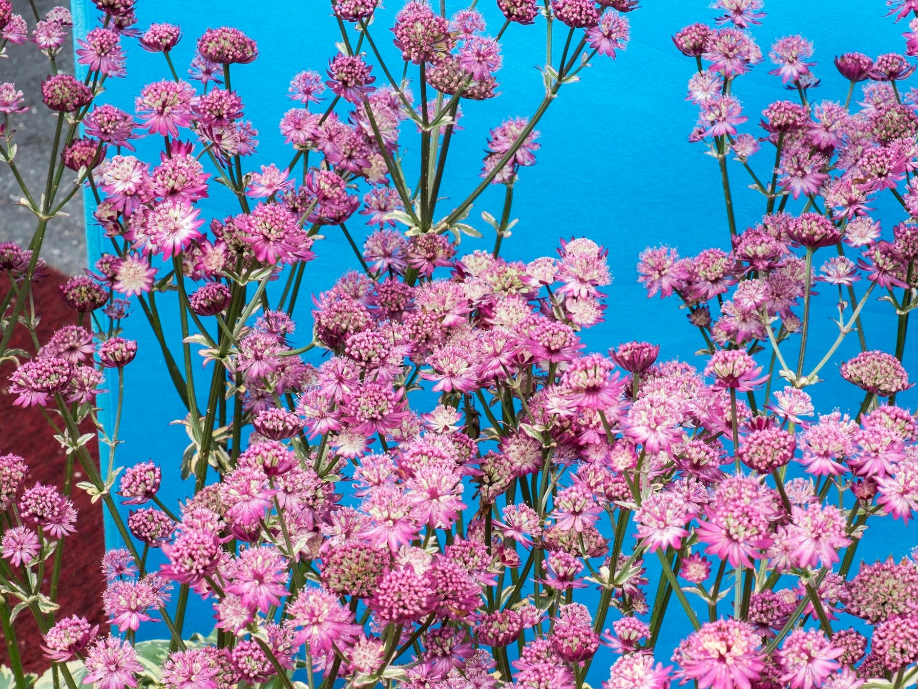 Hellrosa und genügsam: Die Große Sterndolde blüht auch in schattigen Bereichen fleißig.