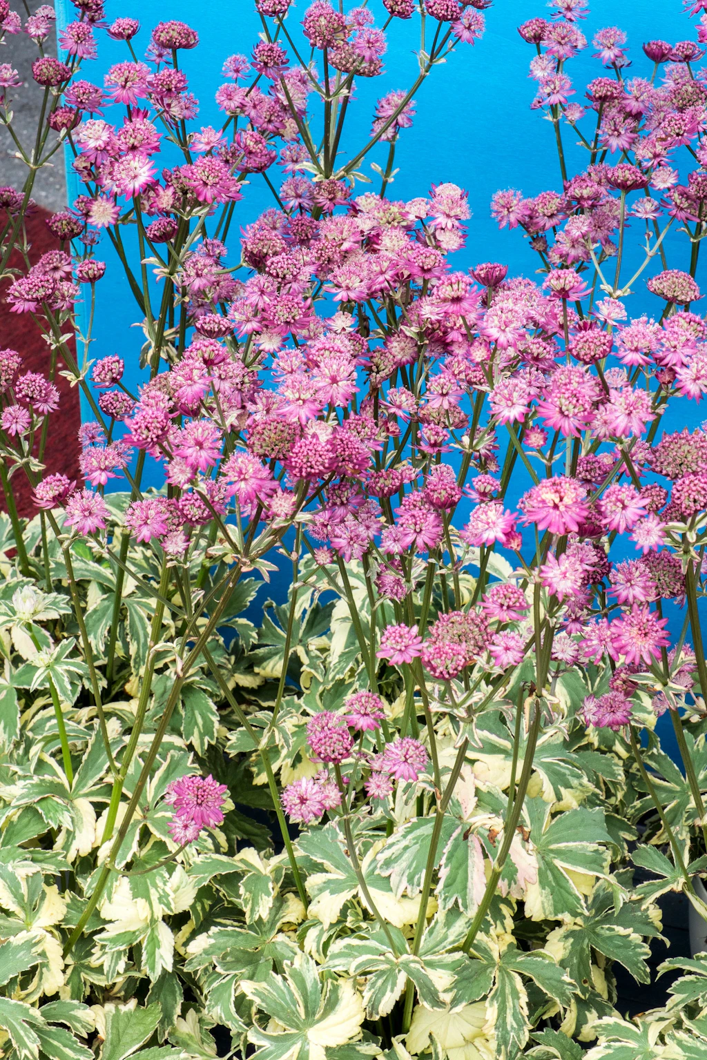 Das Fenster zum Hof: Gartenoase zwischen Altbauten