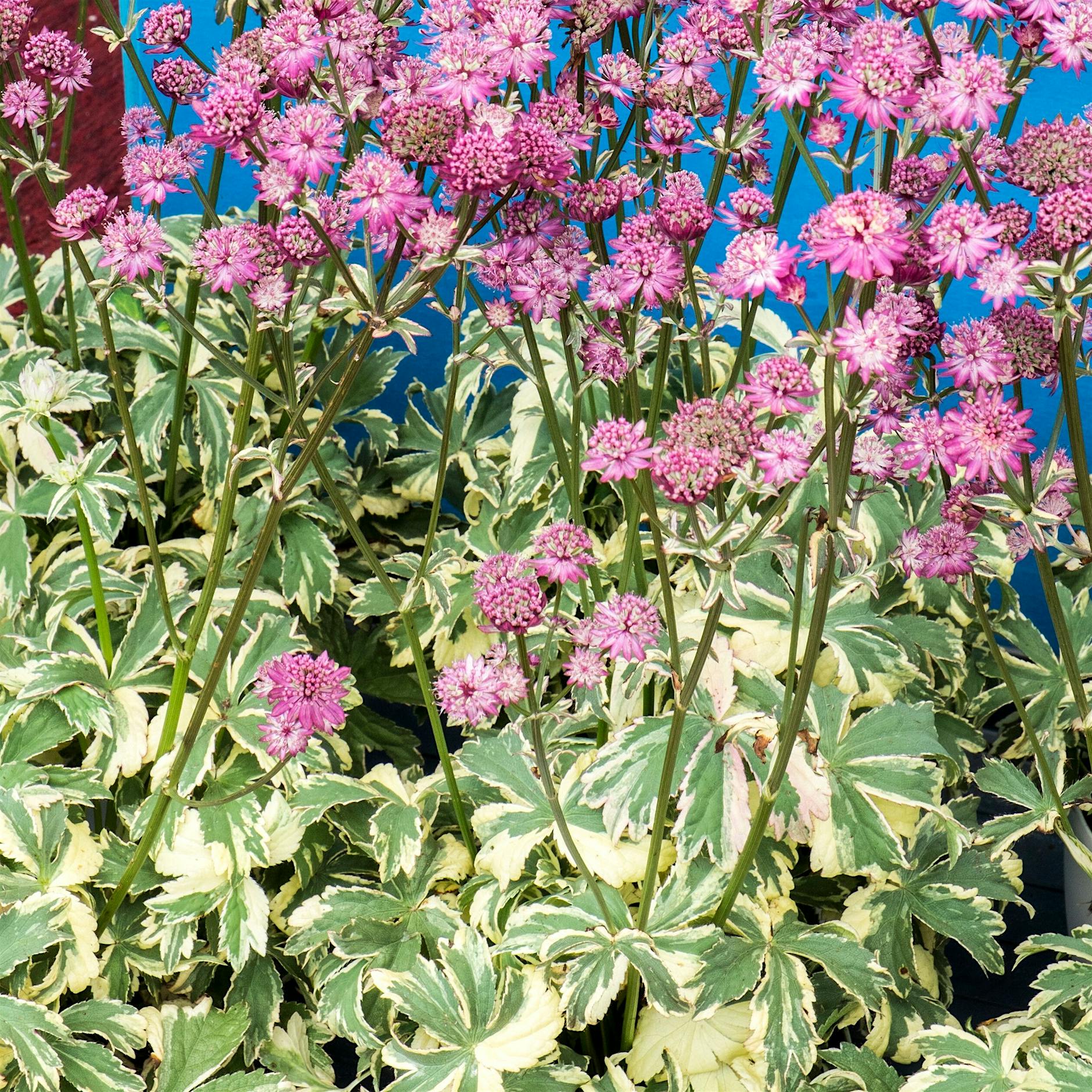 Das Fenster zum Hof: Gartenoase zwischen Altbauten