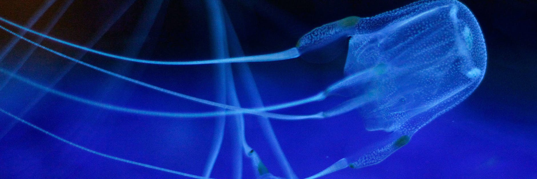 Immer wieder kommt es zu Todesfällen nach Kontak mit der Würfelqualle.