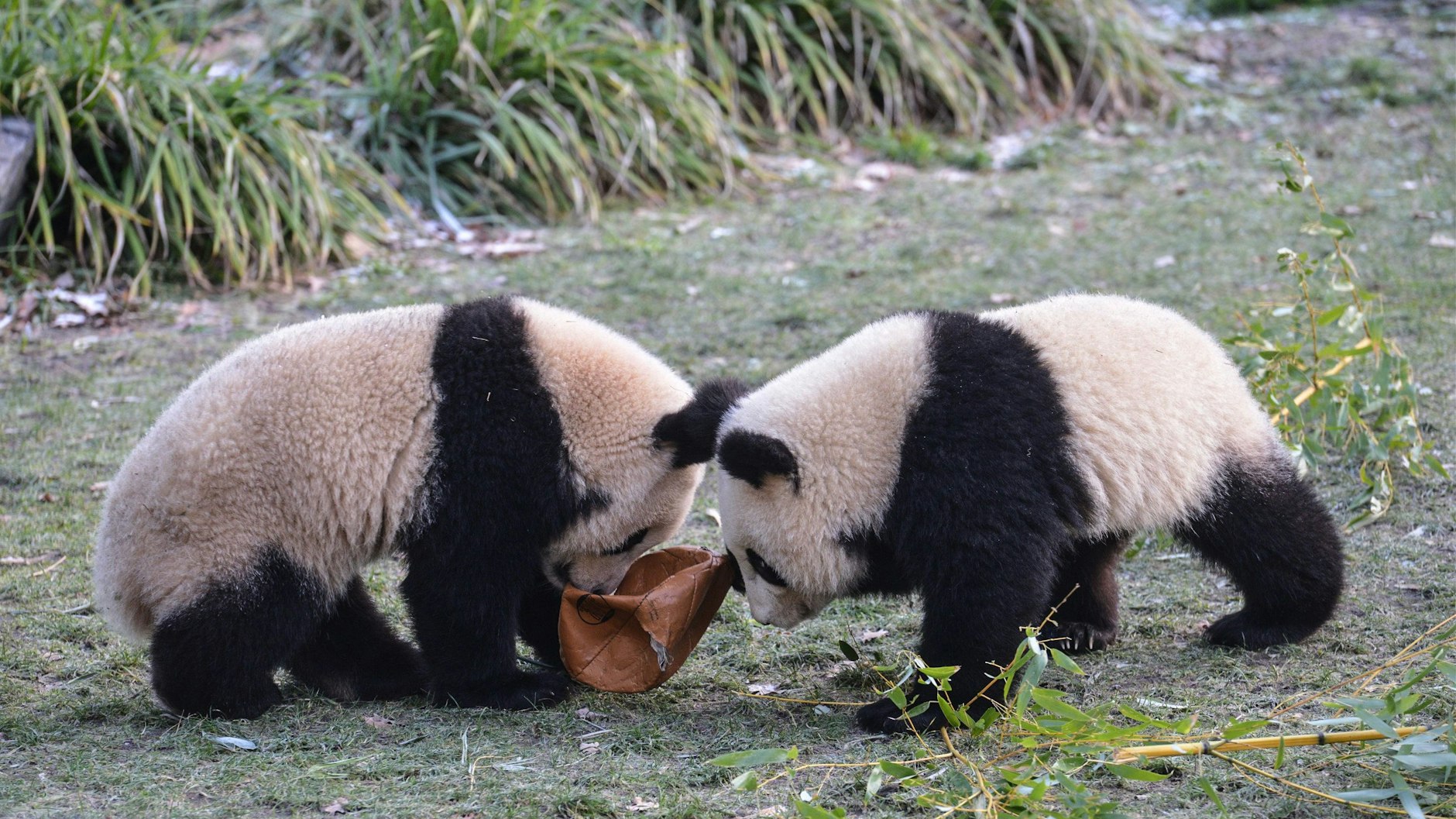 Bewegungsmuffel wie andere Pandas sind die Zwillinge nicht: Gern raufen sich Pit und Paule auch um einen Fußball.&nbsp;