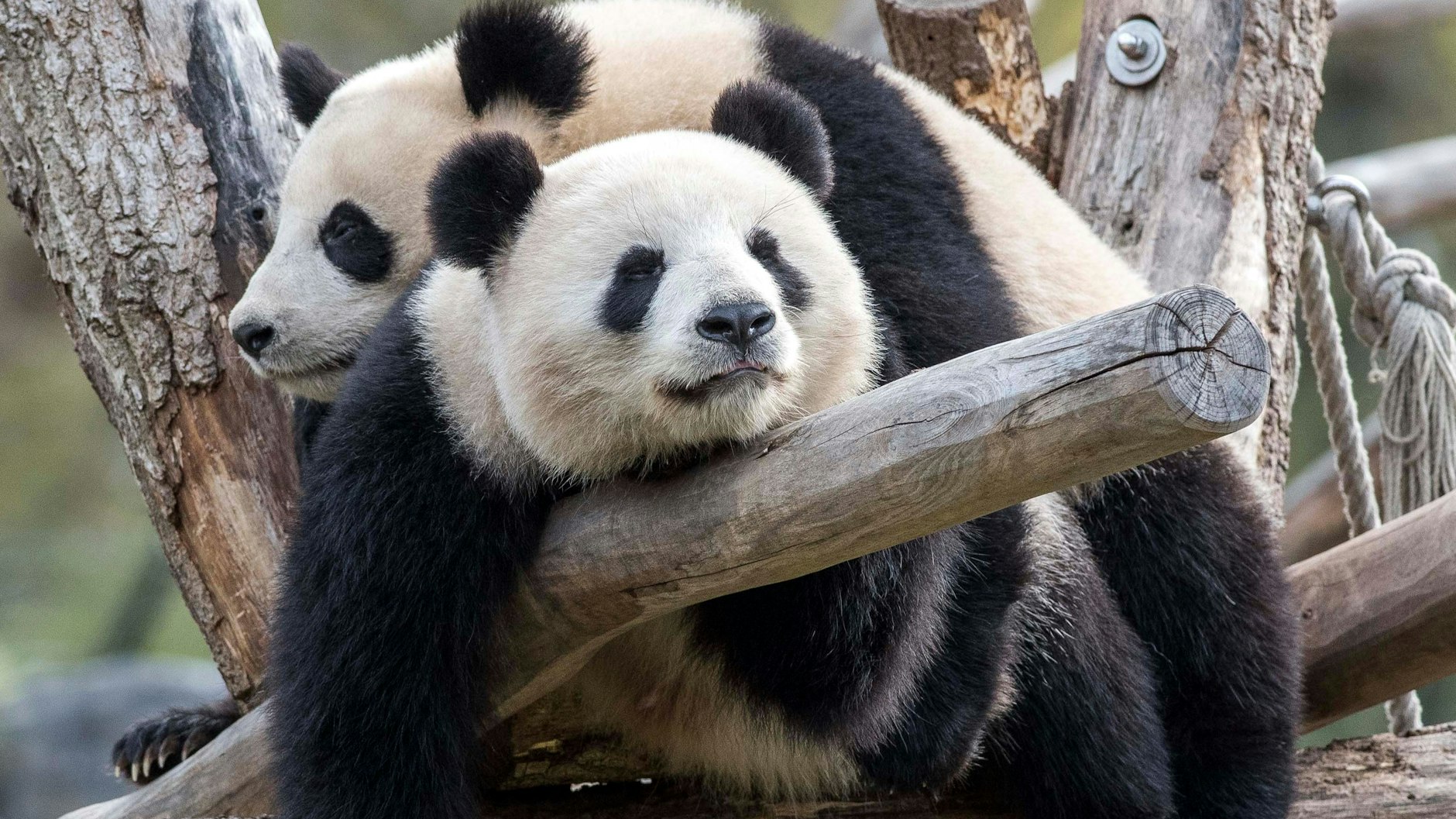 Pit bleibt das Muttersöhnchen, döst gerne zusammen mit Mama Meng Meng.