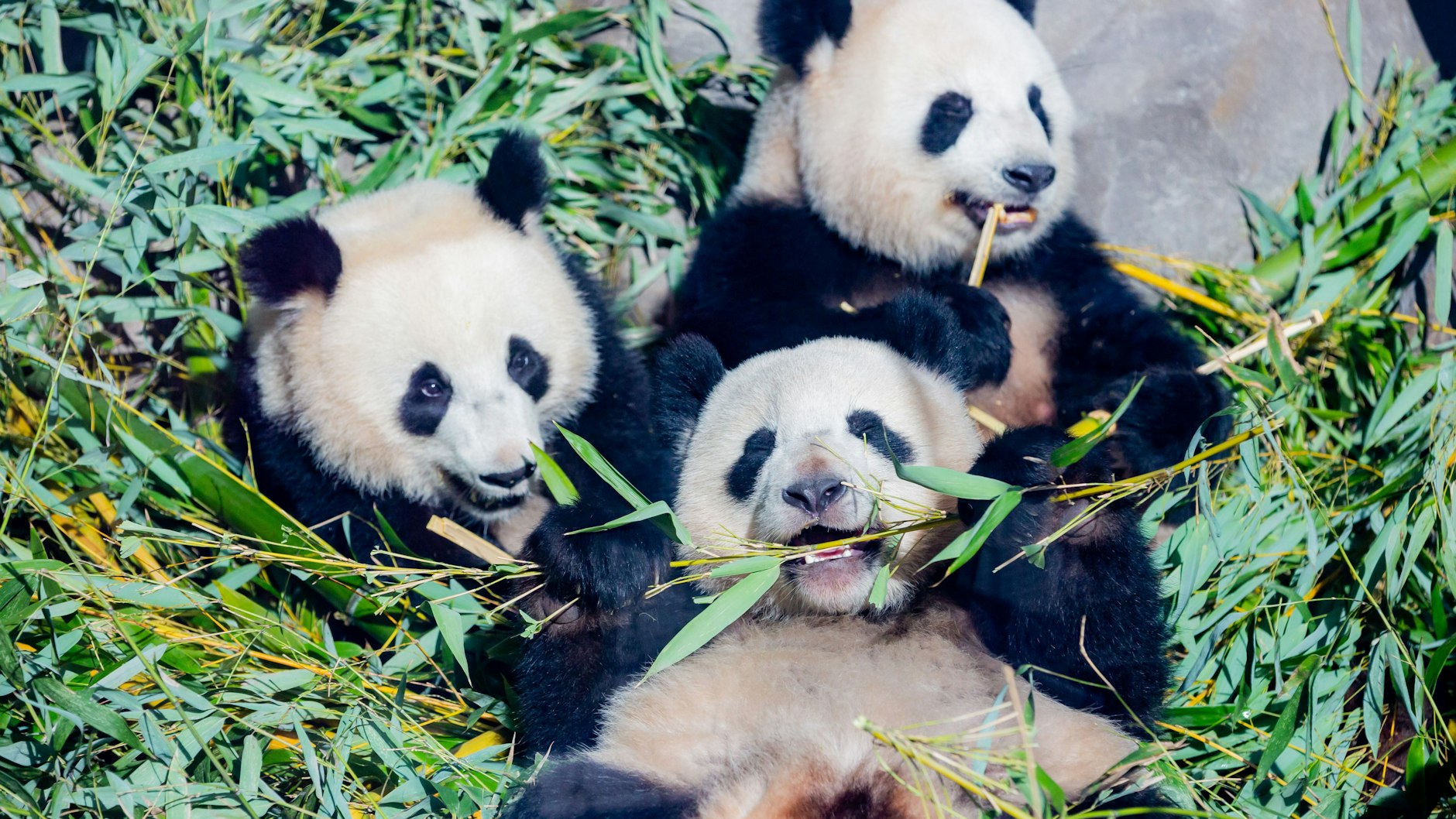 Die Zwillinge Pit (links) und Paule (unten) mit Mutter Meng Meng: Die Mahlzeiten nimmt Familie Panda gerne gemeinsam ein. Nur Papa Jiao Qing fehlt, ist im benachbarten Gehege, kümmert sich nicht um die Aufzucht der Jungen.