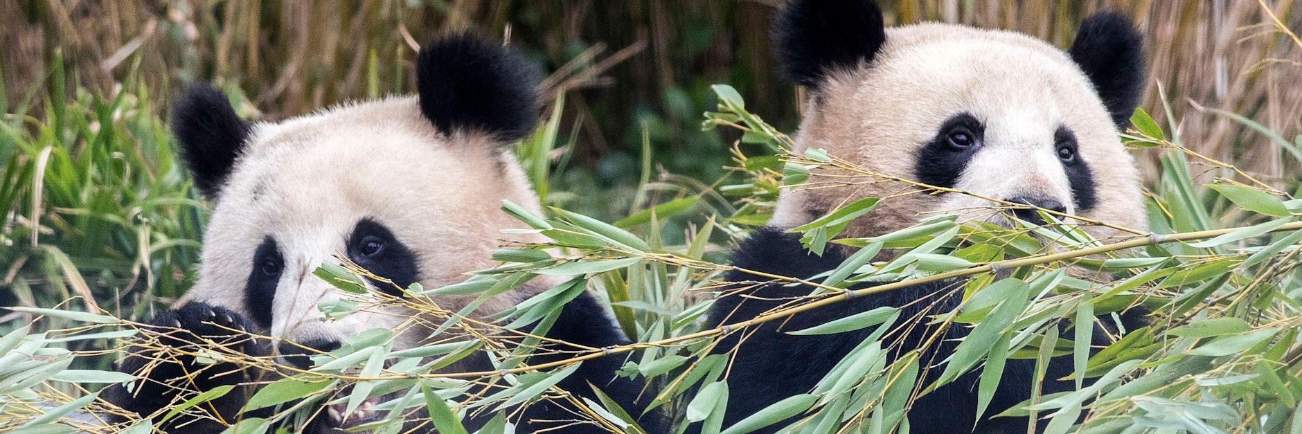 Die Panda-Zwillinge Pit und Paule werden zwei Jahre alt. Die Hälfte des Tages verbringen die Brüder mit dem Fressen von Bambus.