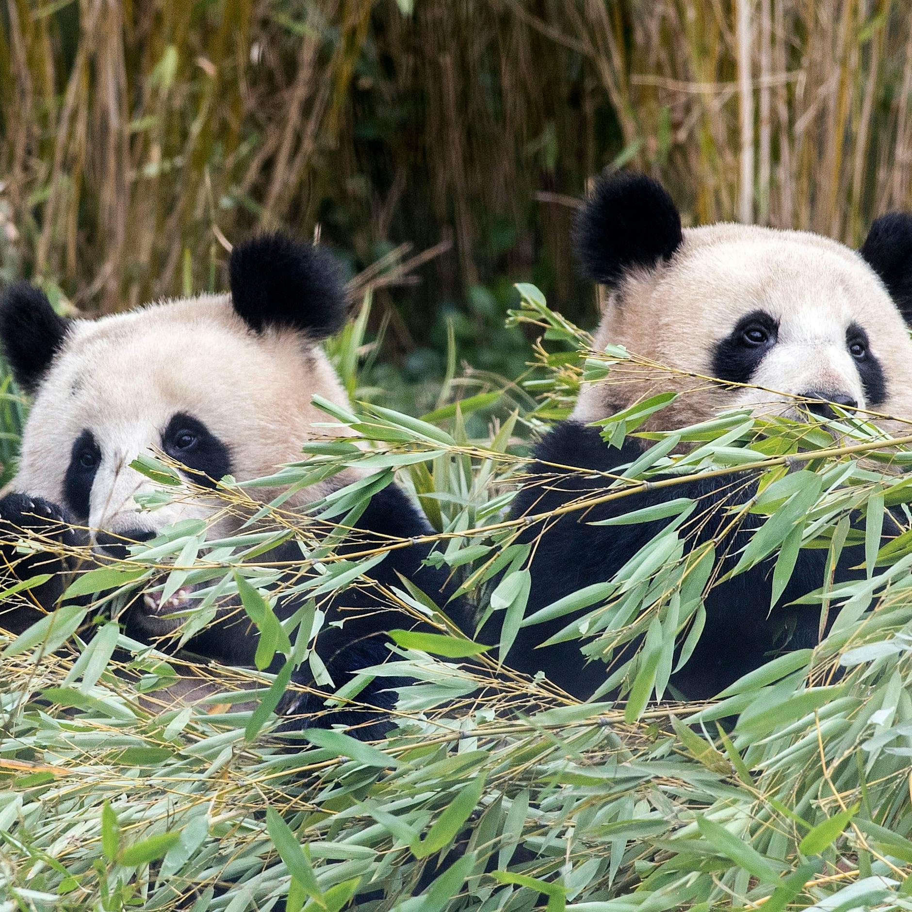 Panda-Zwillinge Pit und Paule: Feiern sie ihren letzten Geburtstag in Berlin?
